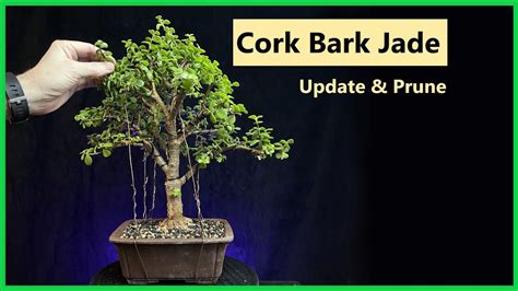 Update On My Frank Yee Cork Bark Jade Bonsai Portulacaria Afra