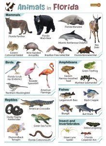 List of Animals That Live in Florida (With Pictures)