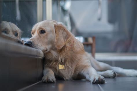 How Can I Tell If My Dog Is Depressed