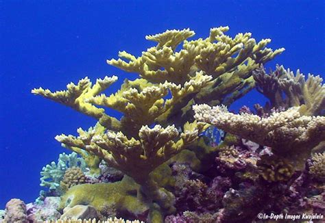 Acropora Sp Pacific Elkhorn Kwajalein Marshall Islands