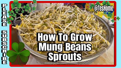 How To Grow Mung Beans Sprouts In 4 Days Time Teshome Youtube