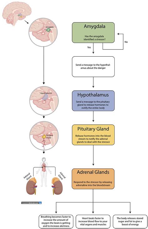 Brain And Stress Response