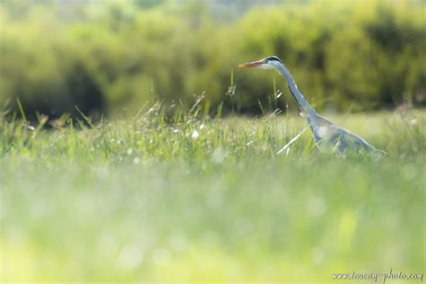 Jeune héron cendré Ardea cinerea Les photos du Toucan