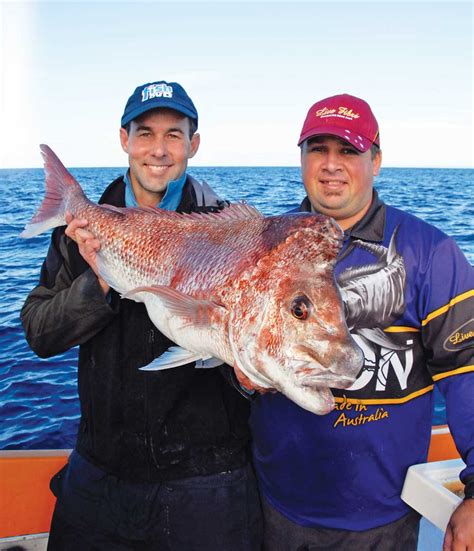 baiting deep water snapper afn fishing outdoors