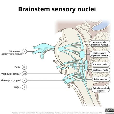 Cranial Nuclei