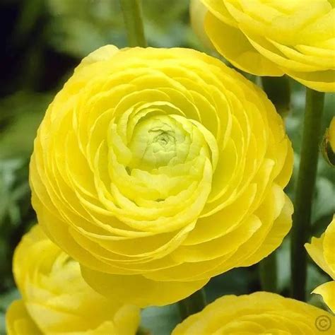 Buy Ranunculus Asiaticus Yellow Bulbs Persian Buttercup Online