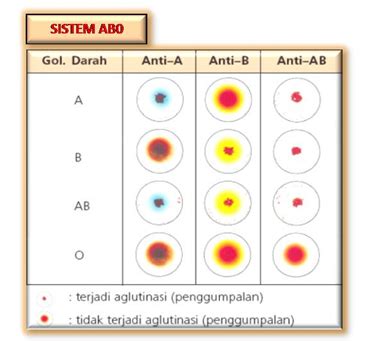 Pemeriksaan Golongan Darah TES DARAH LENGKAP