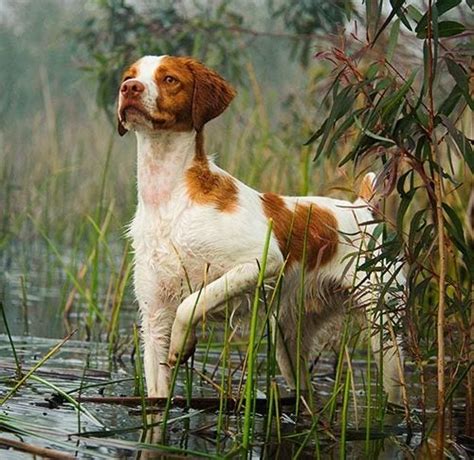 Brittany Spaniel Duck Hunting