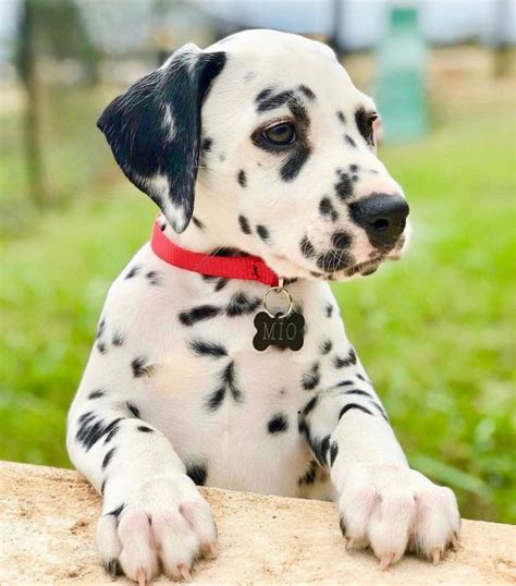 Albums 91 Pictures Pictures Of A Dalmatian Excellent