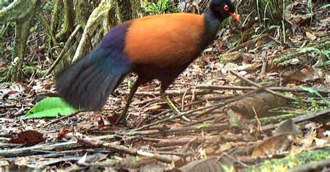 ‘Like Finding a Unicorn’: Researchers Rediscover the Black-Naped ...