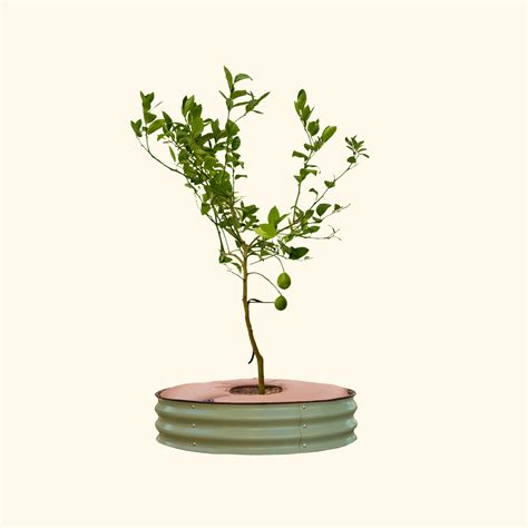 Tree Surround & Watering Ring Kit – Vego Garden