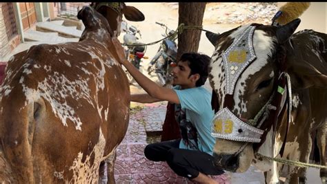 Aj Hum Ne Cow Ko Nehla Diya Or Isky Sajawat Ka Saman Le Aye Youtube