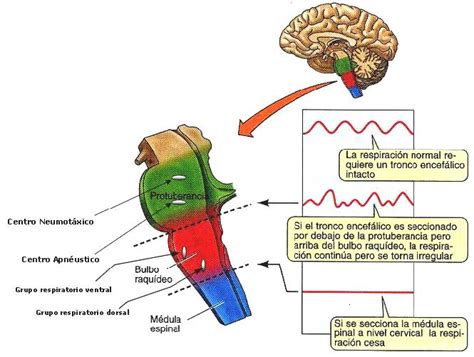 Regulación De La Respiración Blog De Biologia