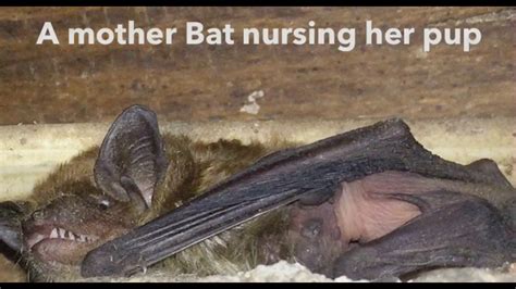 A Mother Bat Nursing Her Pup Youtube