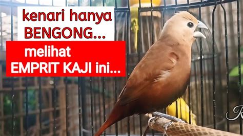 Kenari Hanya Diam Mendengarkan Suara Kicau Burung Pipit Emprit Peking