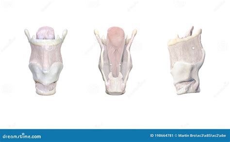 Larynx Anatomy The Larynx Is Made Up Of Different Cartilages Thyroid