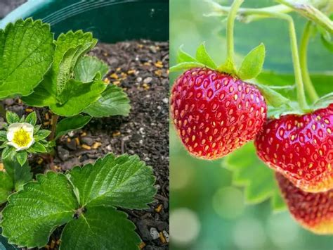 Cómo Cultivar Fresas En Casa Guía Completa Usando La Fruta