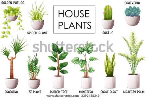 Set Popular Indoor Plants Names Snake Stock Vector Royalty Free