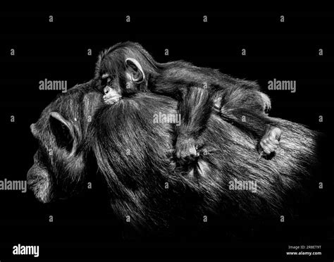 The baby is at peace on mums back CHESTER ZOO, ENGLAND ADORABLE IMAGES