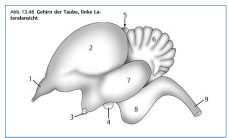 Nervensystem Karteikarten Quizlet