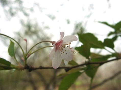 瑞泉寺冬桜