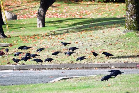 Crows Bird Eating Food On Ground Stock Image - Image of food, dark: 103042117