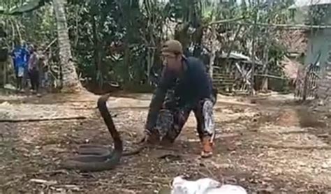 2 Ular Berbisa King Cobra Hebohkan Warga Tasikmalaya Lakukan