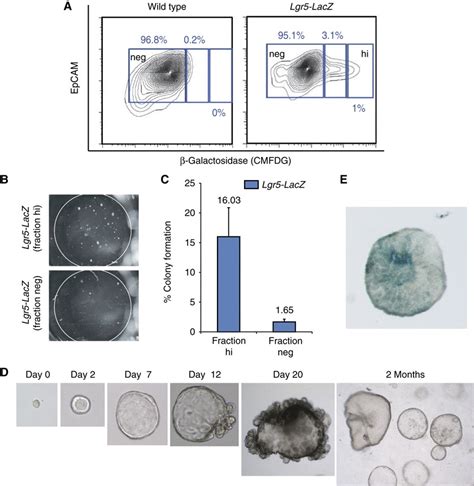 Clonal Expansion Of Single Lgr Cells Derived From Lgr Lacz Pancreatic