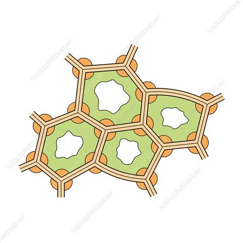 Collenchyma Structure Illustration Stock Image F042 7878 Science