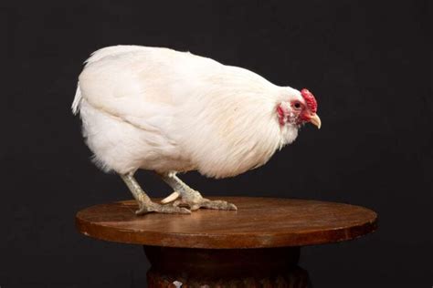 Araucana Chickens: Characteristics, History, and Care