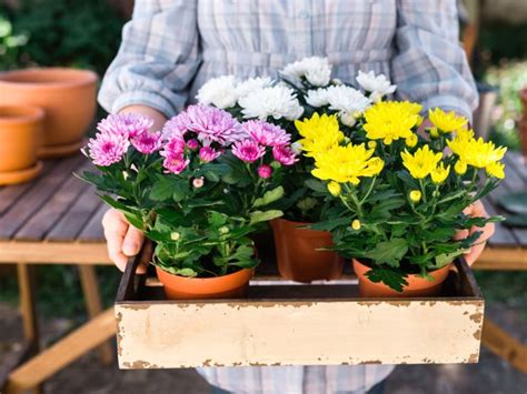 Plantes Plein Soleil Vari T S De Fleurs Qui Aiment Le Soleil Et