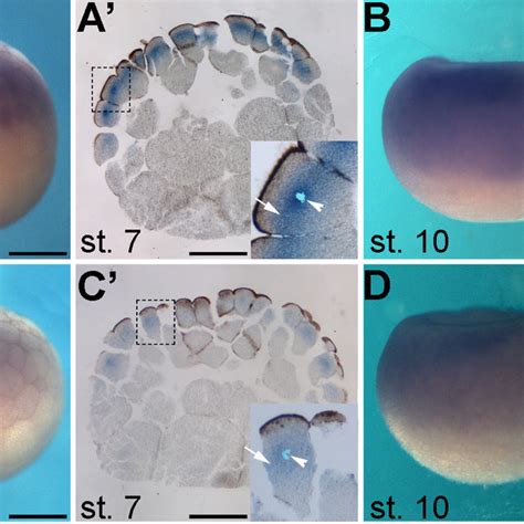 Whole Mount In Situ Hybridization Analysis Of P Ha And P Ha During