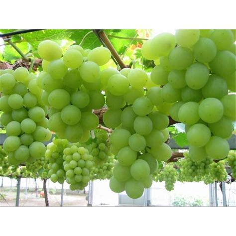 Jual Bibit Anggur Import Thompson Seedless Super Bibit Buah Shopee