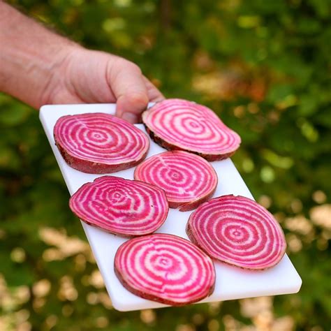 Buy Beetroot Or Beta Vulgaris Barbietola Di Chioggia Beetroot