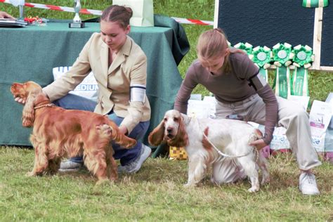 Juniorhandling Jagdspaniel Klub E V