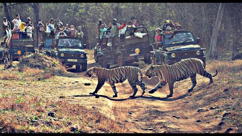 Tadoba Jungle Safari An Experience Full Of Wild Life Part 2 17 May 2017 21 Youtube