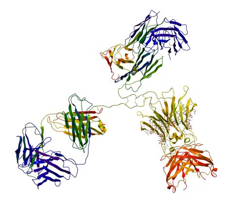 Immunoglobulin