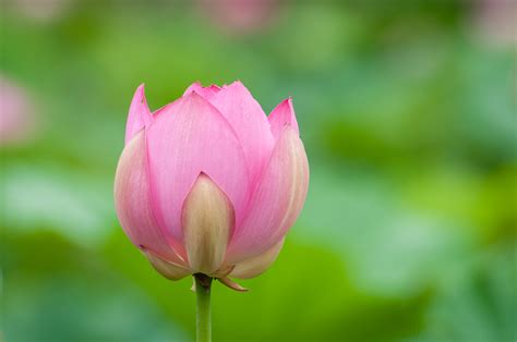 Stages Of A Lotus Flower Blooming At Kenilworth Aquatic