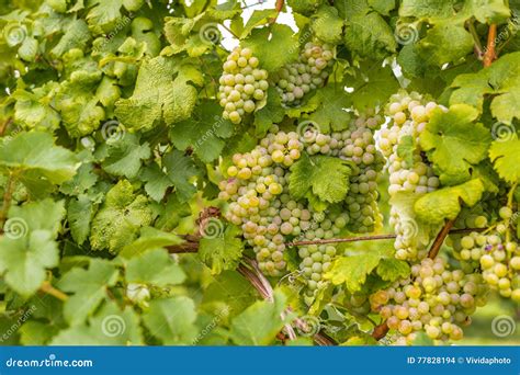 Manojos De Uvas Inmaduras Foto De Archivo Imagen De Manojos 77828194