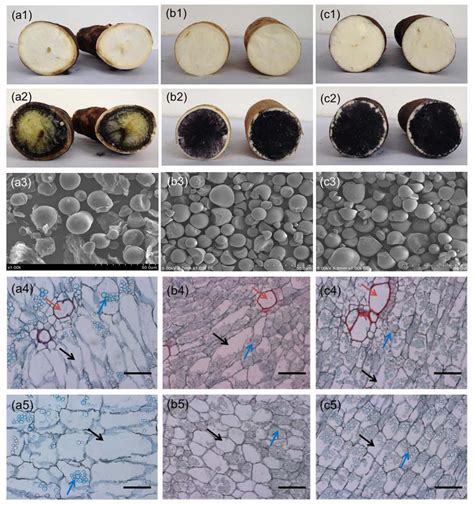 Starch staining with KI in storage roots and SEM pictures of starch ...