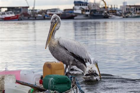 Premium Photo Pelican Standing On The Nose Of The Fishing Boat In A