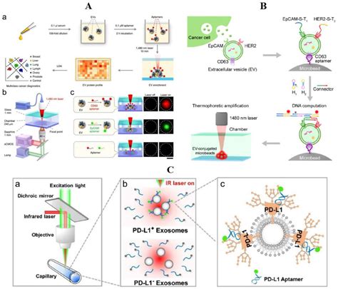 Molecules Free Full Text Recent Advances In Detection For Breast