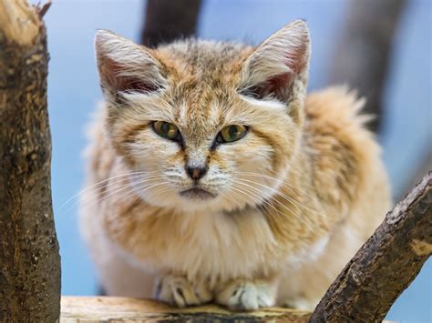 Definitive Guide To Sand Cat Facts, Habitat, Conservation Status, Zoo ...