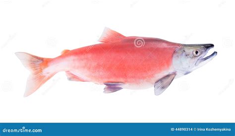 Kokanee Salmon Oncorhynchus Nerka In Its Spawning Colors Isol Stock