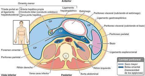 Anatomia Del Abdomen Peritoneo Y Cavidad Abdominal Mesos Y Epiplones Nbkomputer