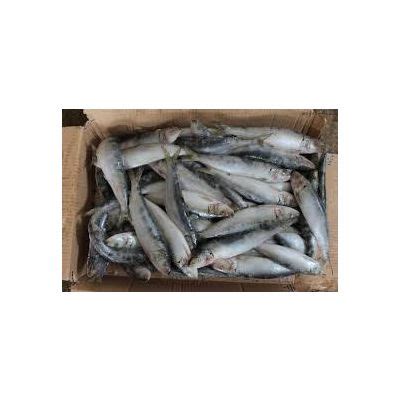 Whole Round Frozen Sardine Fish Bielevon Group