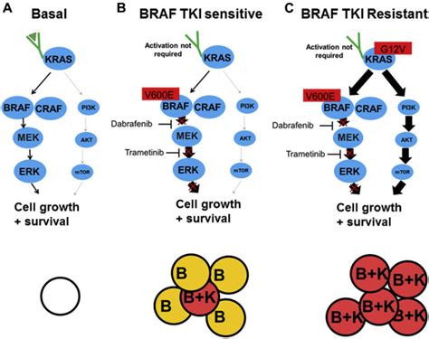 Kras Mutation As A Resistance Mechanism To Braf Mek Inhibition In Nsclc