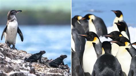world penguin day special top global destinations  penguins