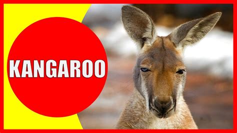 Kangaroo For Kids Facts And Information About Kangaroos For Children