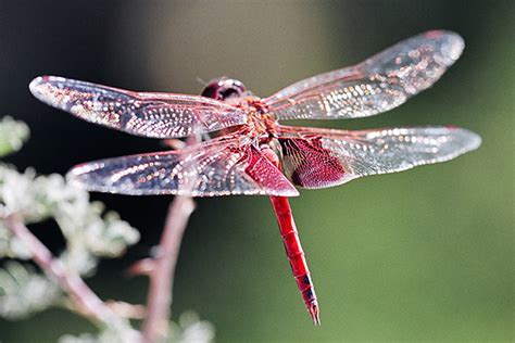 Phavorite Photos Odonata Porn The ExhaustNotes Blog